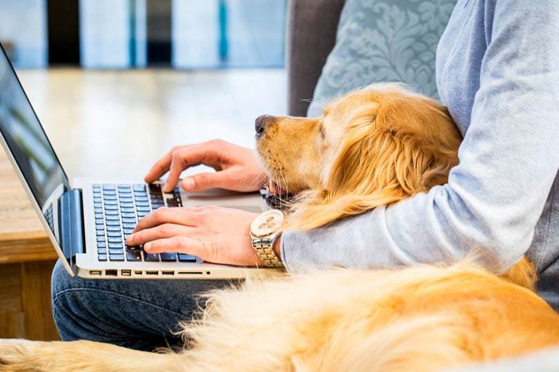 dog laying on the lap of the owner who is typing on laptop