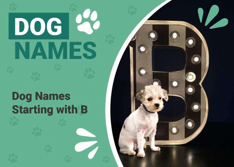 Dog Names Starting With B