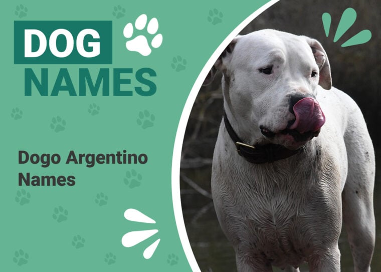 Dogo Argentino Names