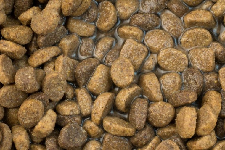 comida seca para perros con agua