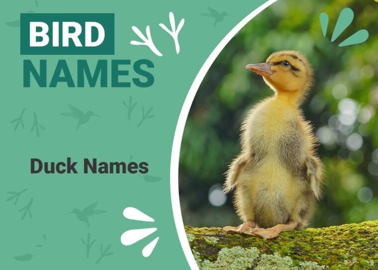 Pet Duck Names