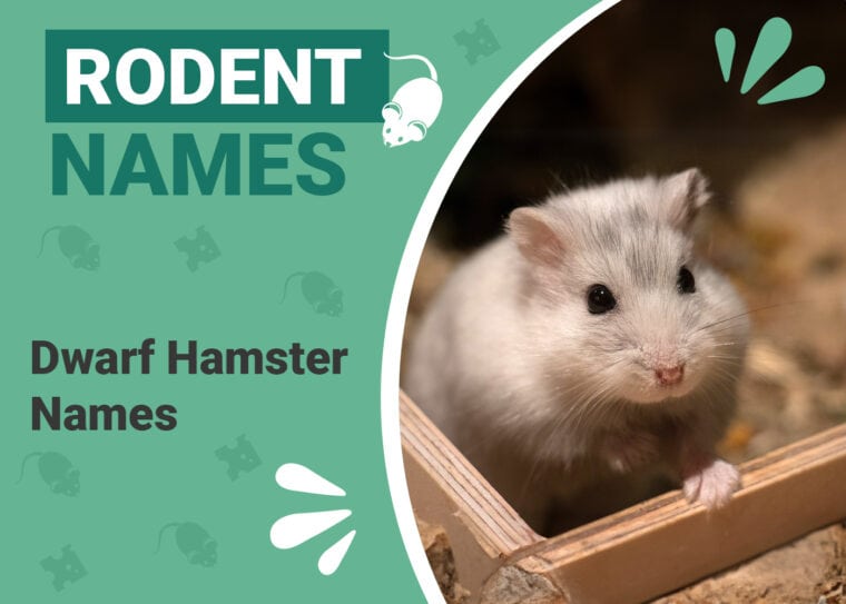 Dwarf Hamster Names