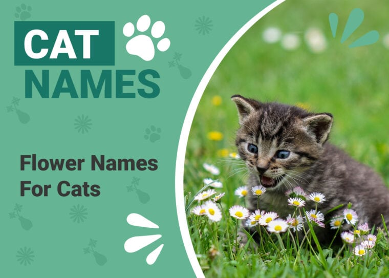Flower Names for Cats