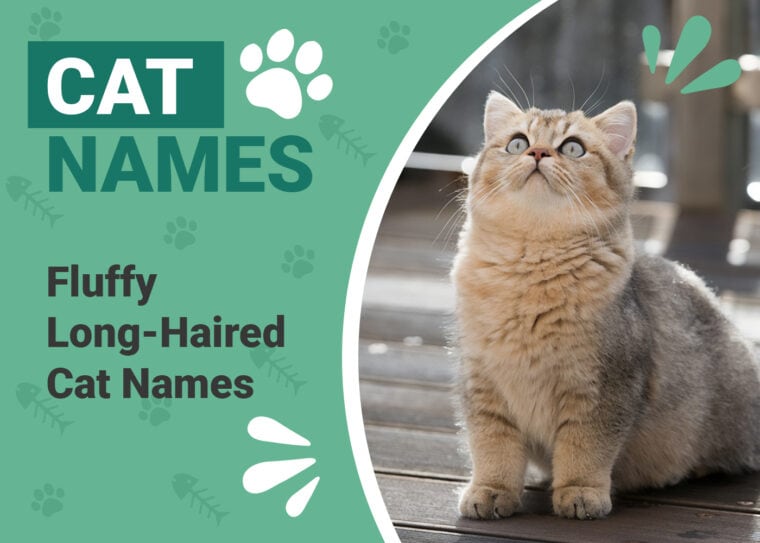 Fluffy and Long-Haired Cat Names