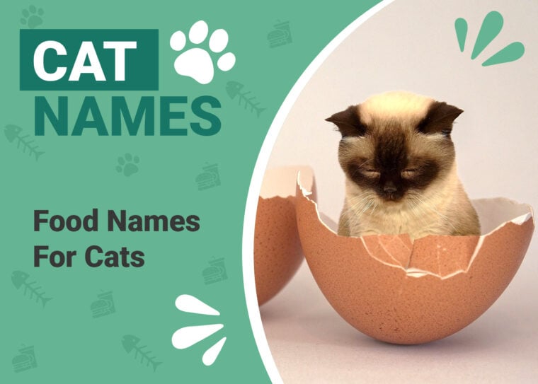 Food Names for Cats