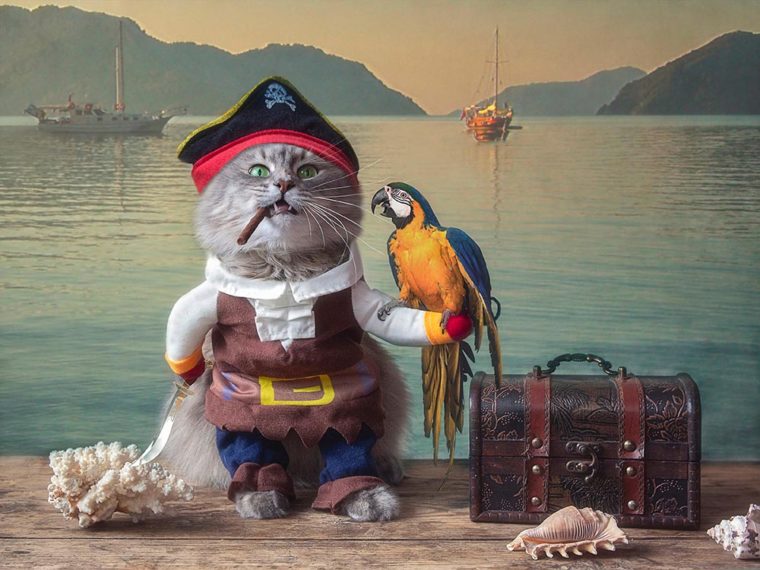 Gato gracioso disfrazado de pirata