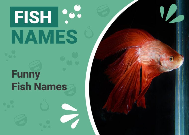 Funny Fish Names