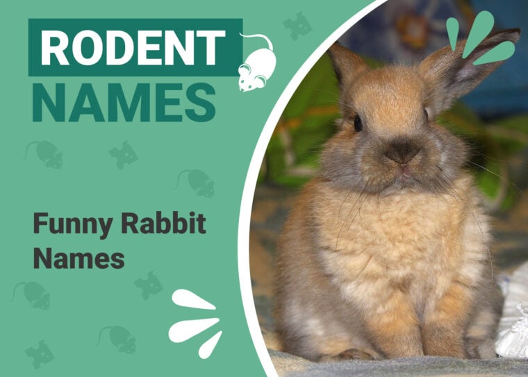 Funny Rabbit Names