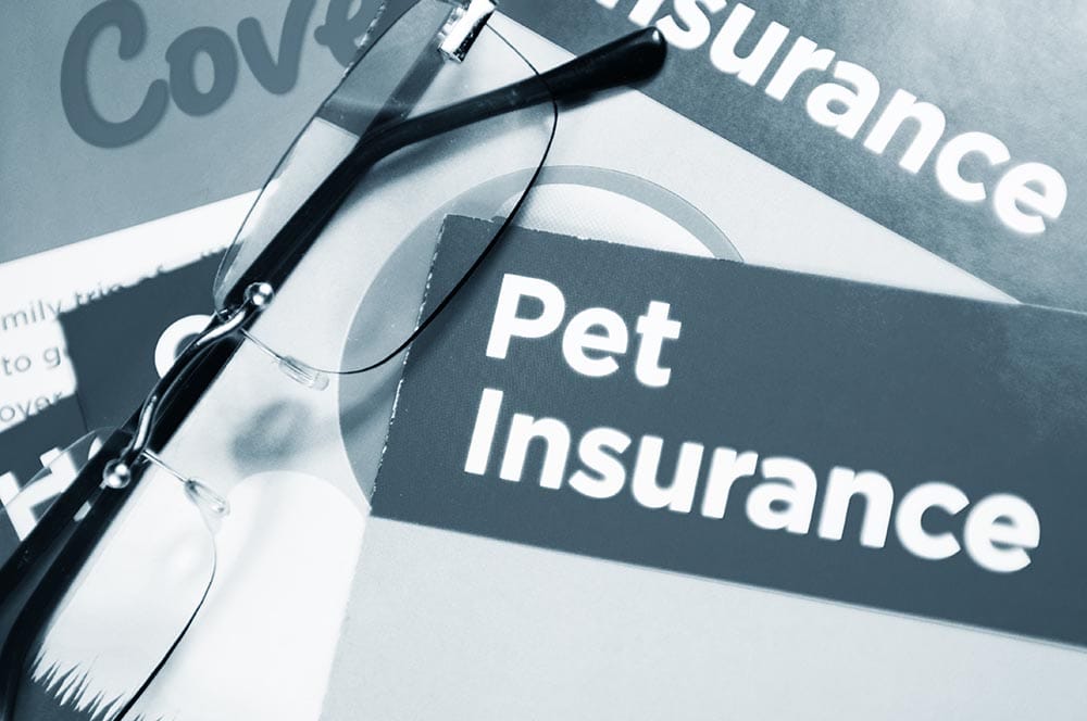 Glasses and pet insurance