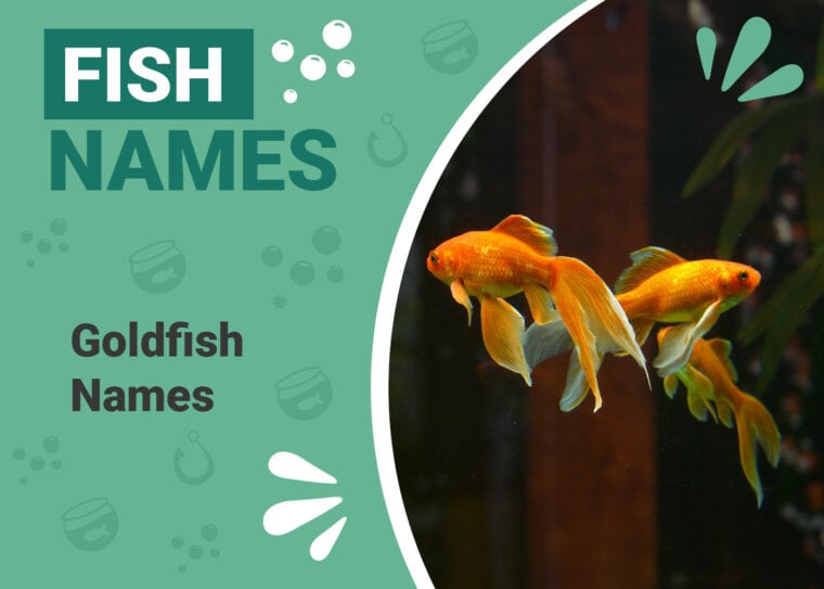 Goldfish Names