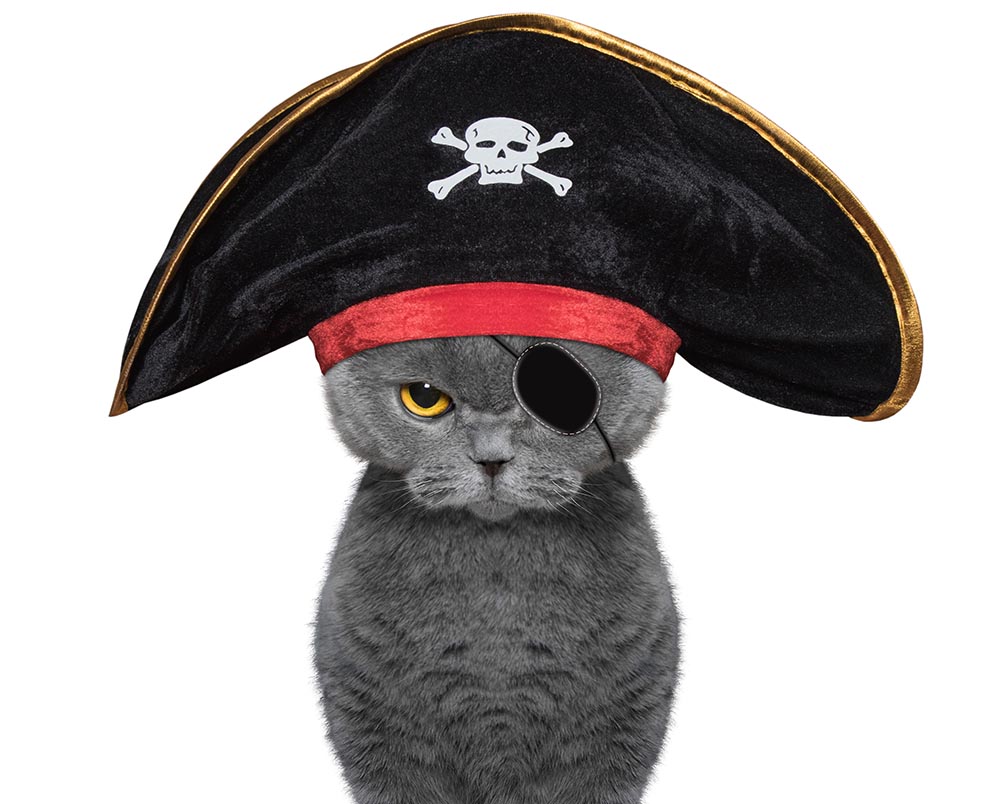 gato gris disfrazado de pirata