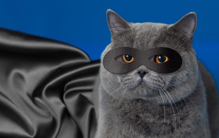grey cat wearing black superhero cape and mask