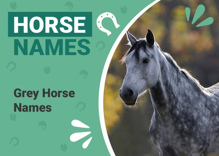 Grey Horse Names