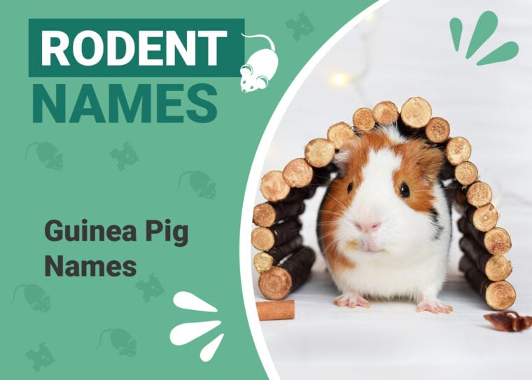 Guinea Pig Names
