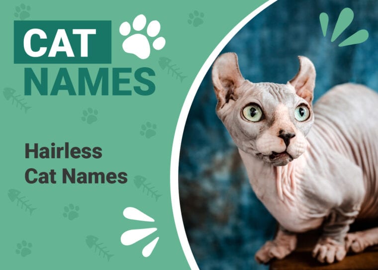 Hairless Cat Names