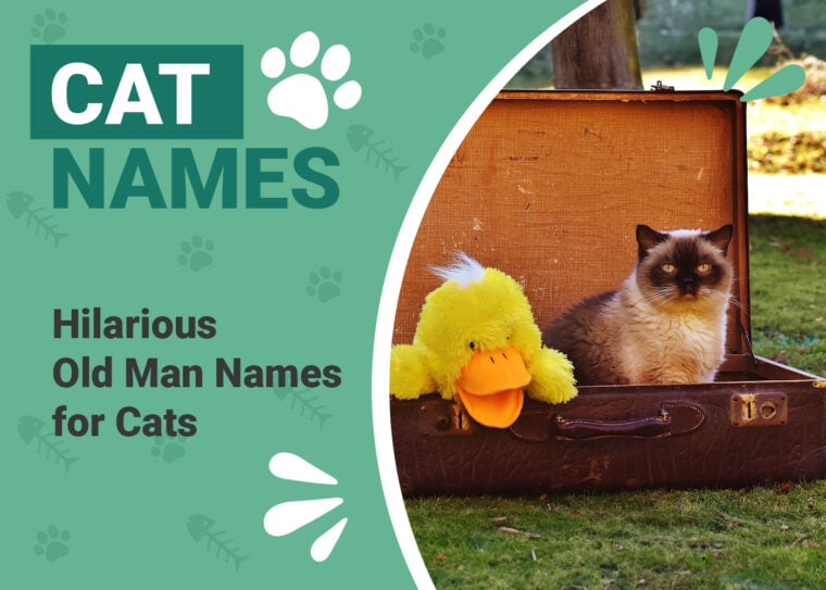 Hilarious Old Man Names for Cats