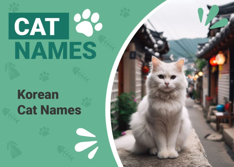 Korean Cat Names