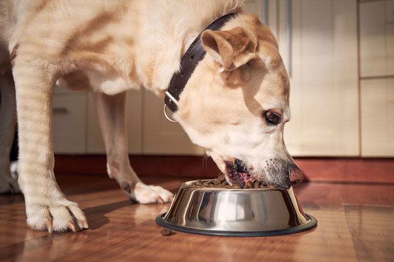 labrador retriever dog eating its food from a bowl