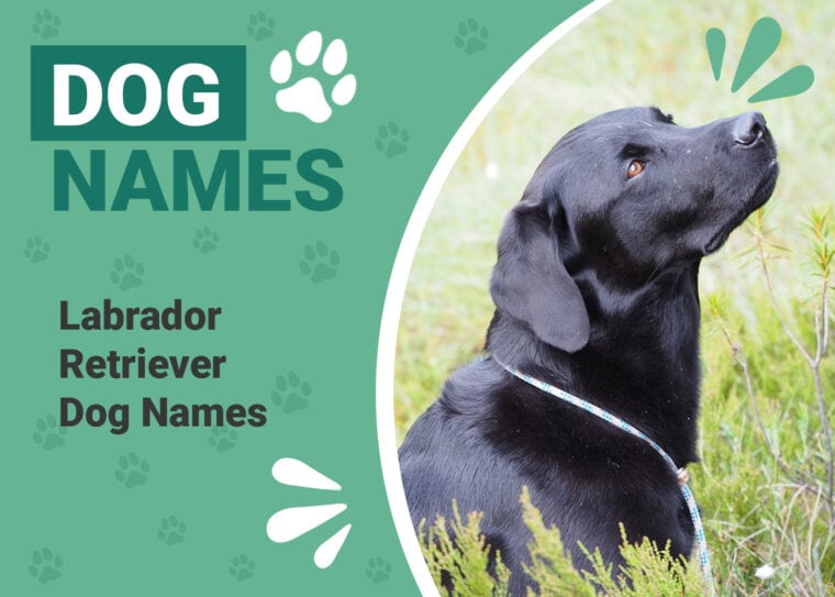 Labrador Retriever Names