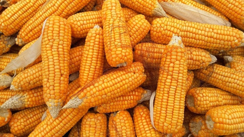lots of corn