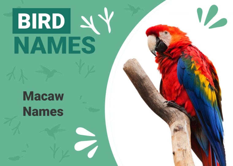Macaw Names