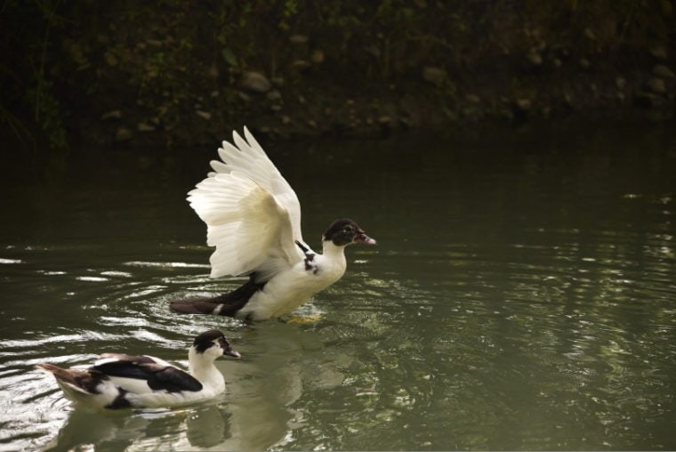 magpie ducks swimming