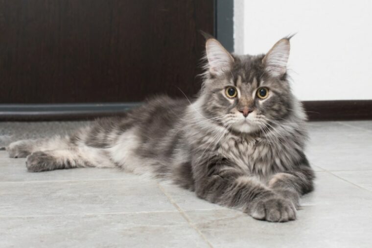 maine coon cat lying on the floor