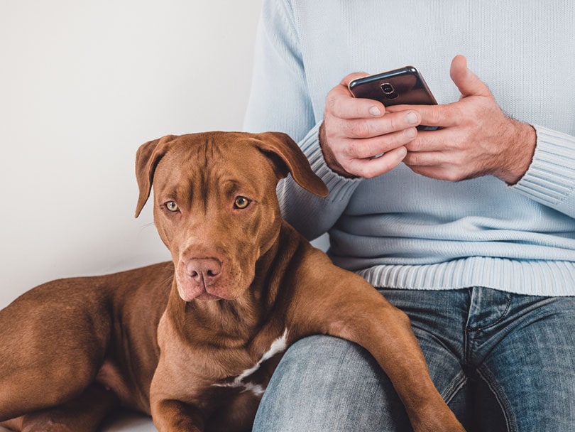 man on phone with dog on sofa