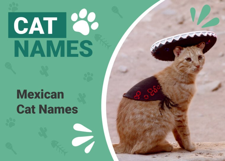 Mexican Cat Names