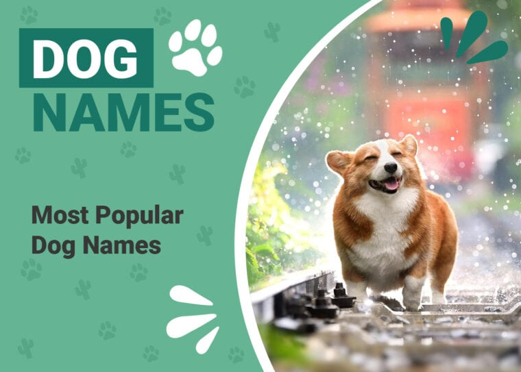 Most Popular Dog Names