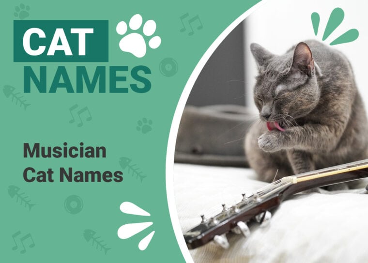 Delightful Musician Cat Names