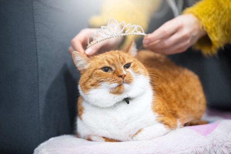 person crowning a Norwegian cat