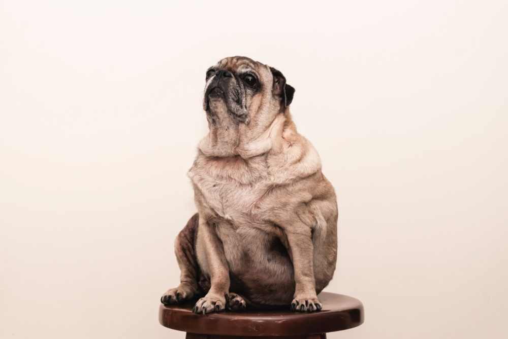 pug on a brown wooden stool