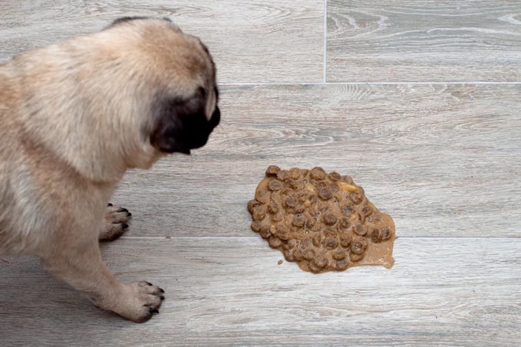 Dog Throwing Up Undigested Food 