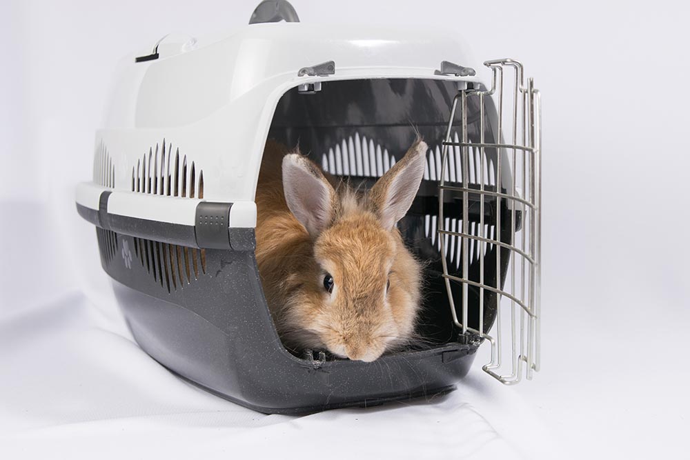 rabbit inside the carrier