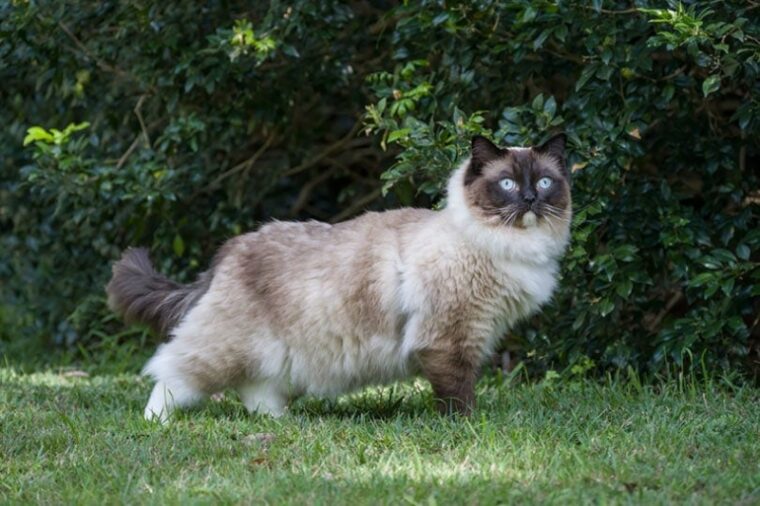gato ragdoll en un parque mirando hacia un lado