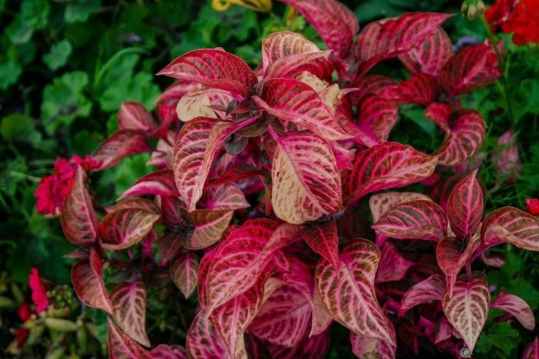red-leaves-of-croton-plant