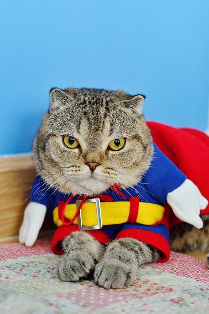 Scottish Fold cat wearing superhero costume