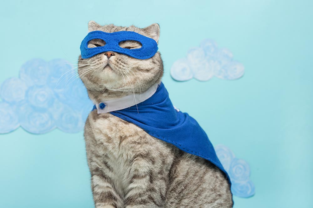 Scottish Whiskas wearing blue superhero costume