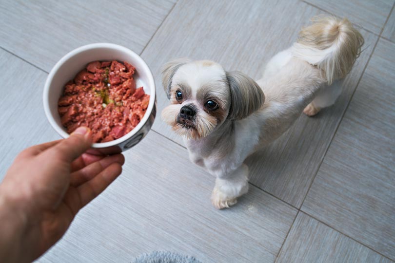 shih tzu dog getting wet food from owner at kitchen