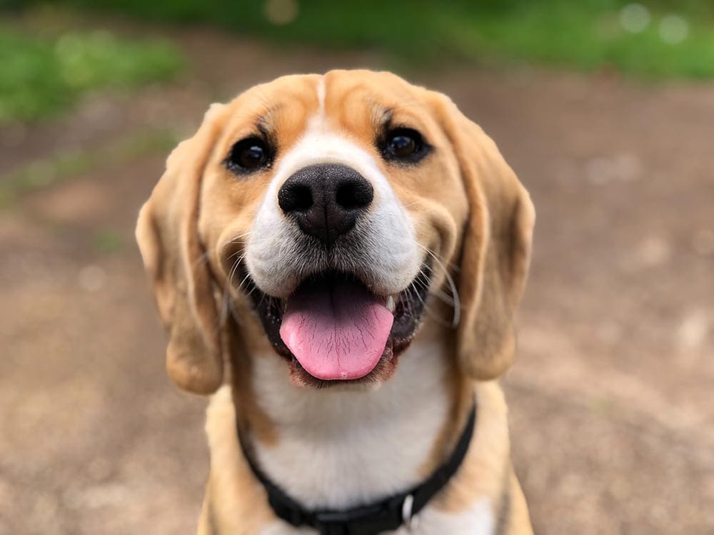 smiling beagle close up_Marliese Streefland_Unsplash