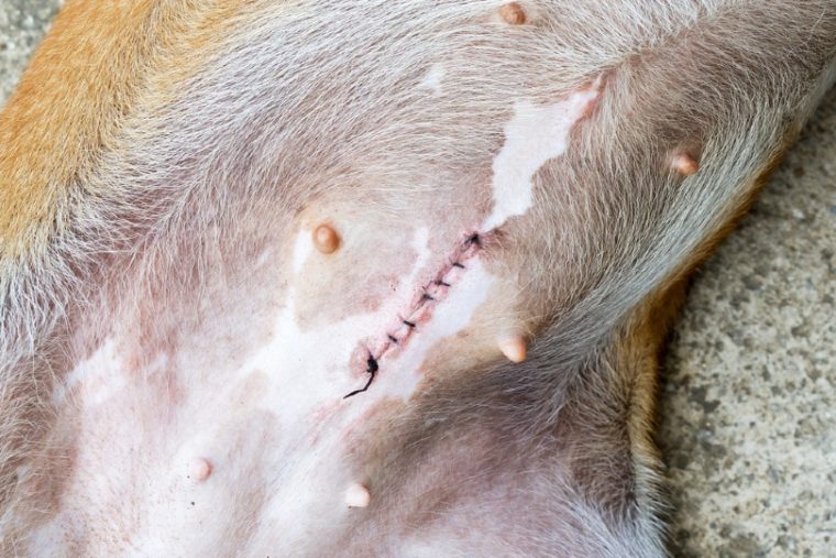 spaying stitches of a dog
