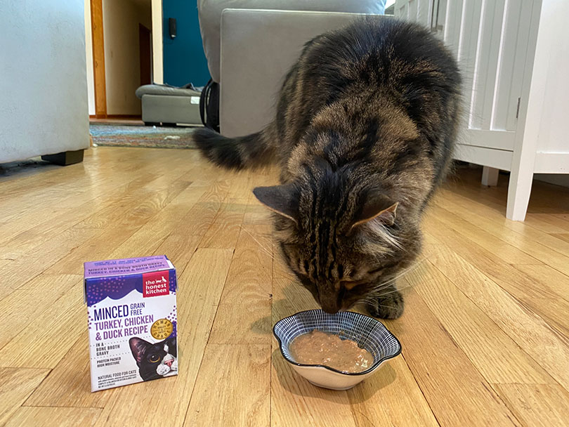 tabby cat eating the honest kitchen minced turkey, chicken and duck recipe