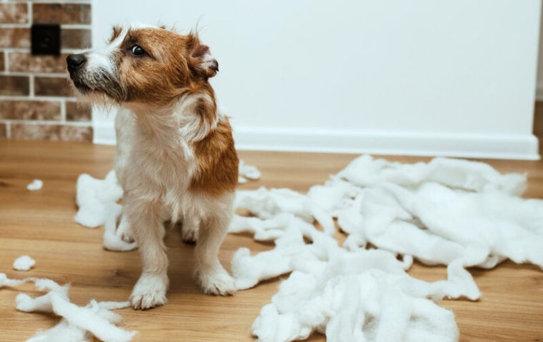 Jack Russell destroyed pillow, guilty, embarrassed