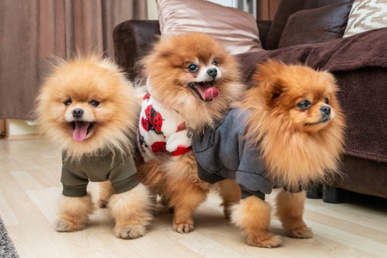 three pomeranian dogs with costume_Stefan foto video, Shutterstock