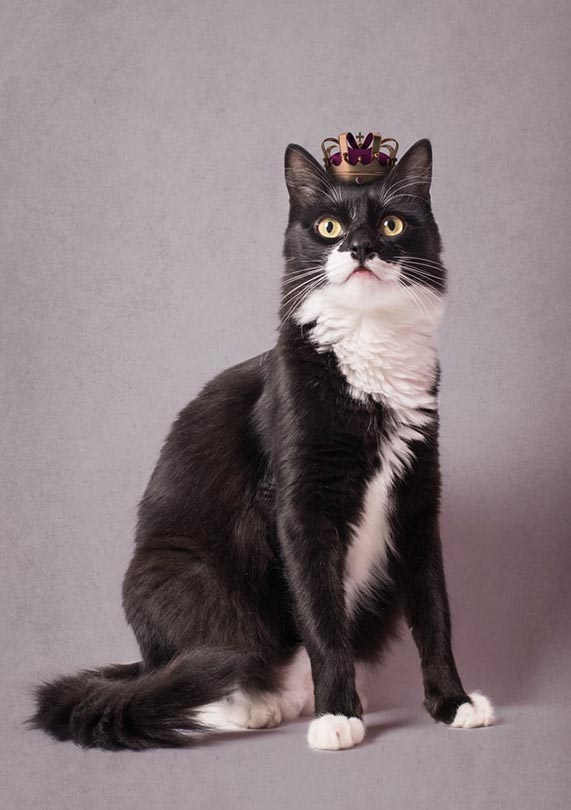 tuxedo cat wearing crown