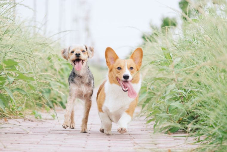 two dogs with tongue out