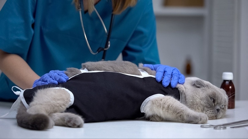 veterinary surgeon checking bandage on cat stressed after spaying