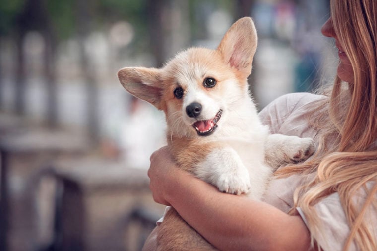 welsh corgi pembroke puppy on its owners arms