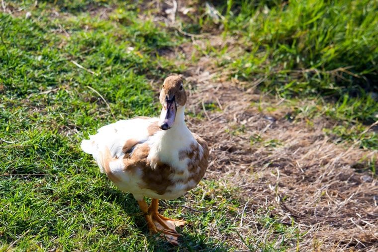 white brown Saxony Duck